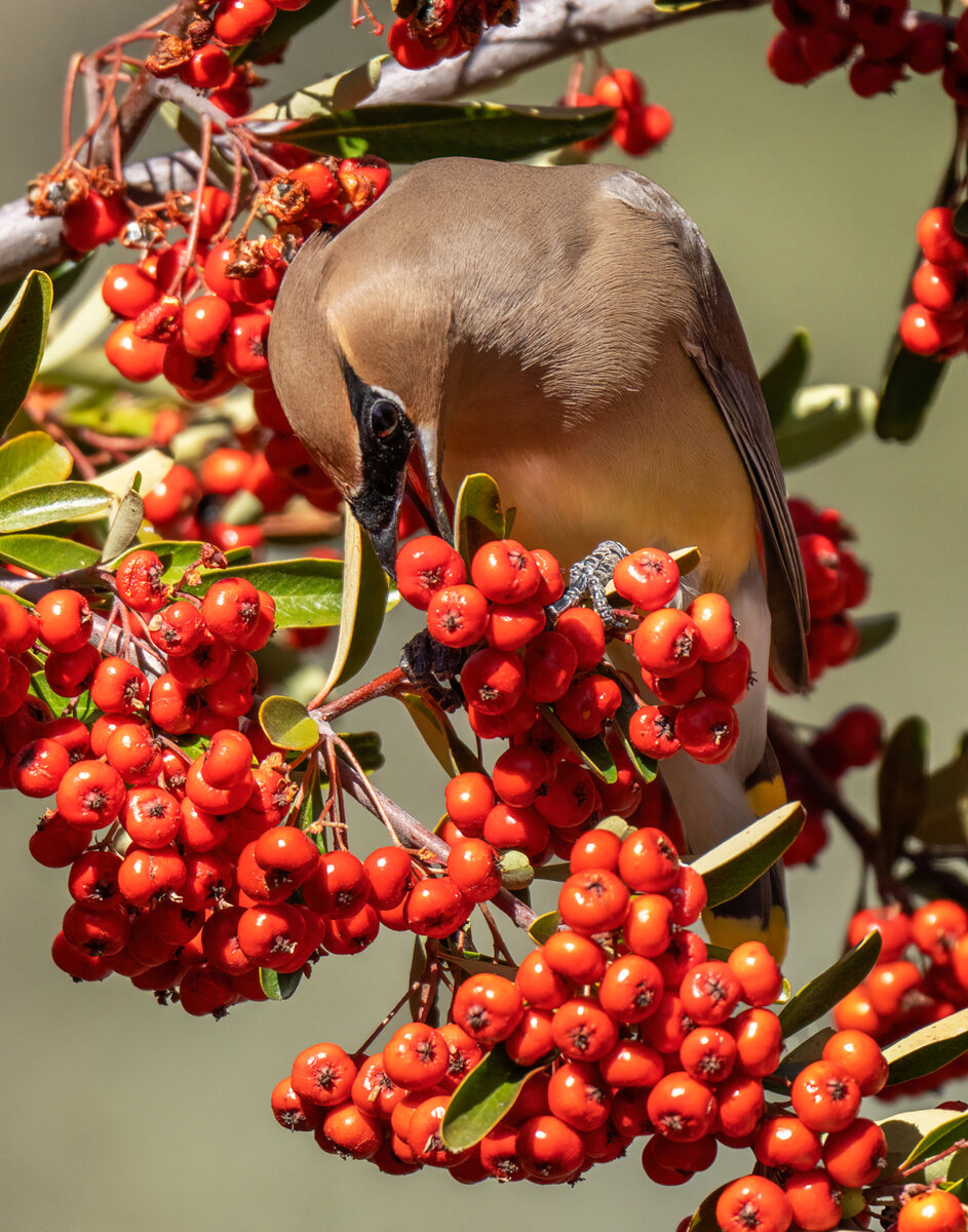 Cedar Waxwing-0580-Edit.jpg
