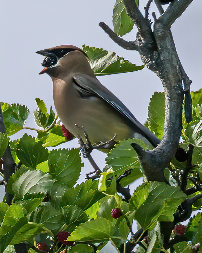 Cedar Waxwing (1 of 1).jpg