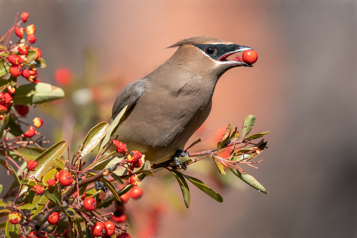Cedar Waxwing-7948-Edit.jpg