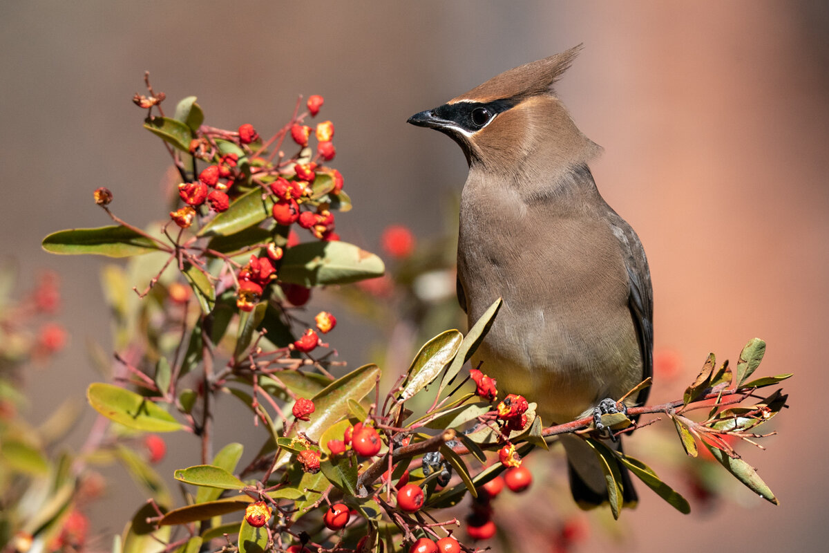 Cedar waxwing-7967-2-Edit.jpg