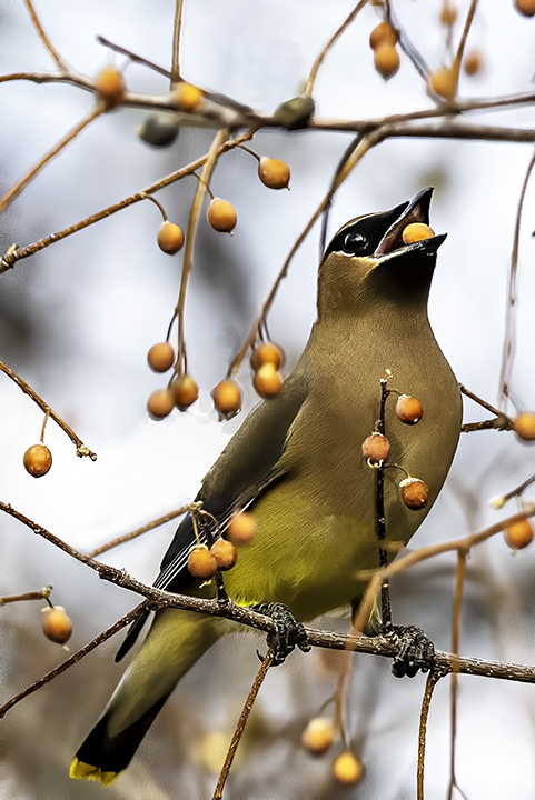 Cedar Waxwing amongst berries.jpg