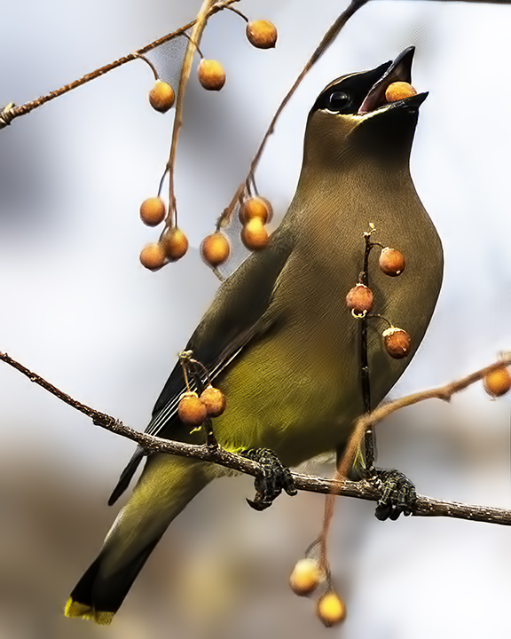 Cedar Waxwing.jpg