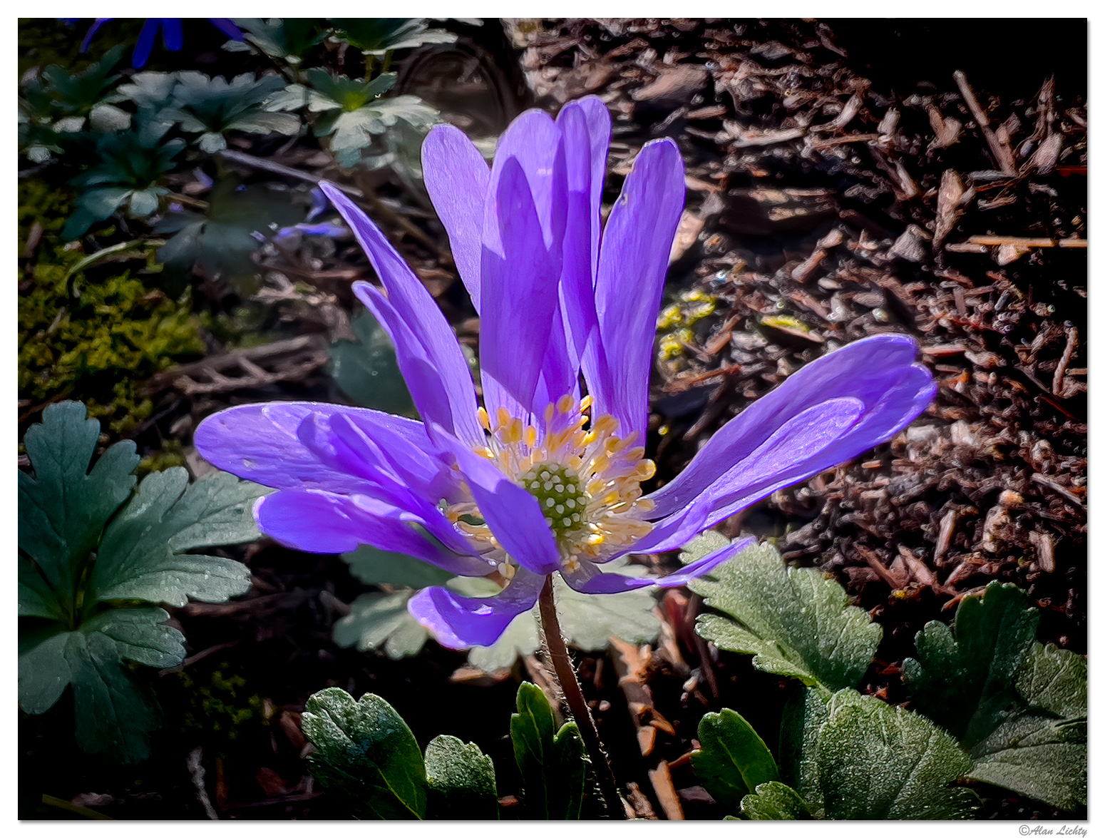 CF-Anemone.jpg