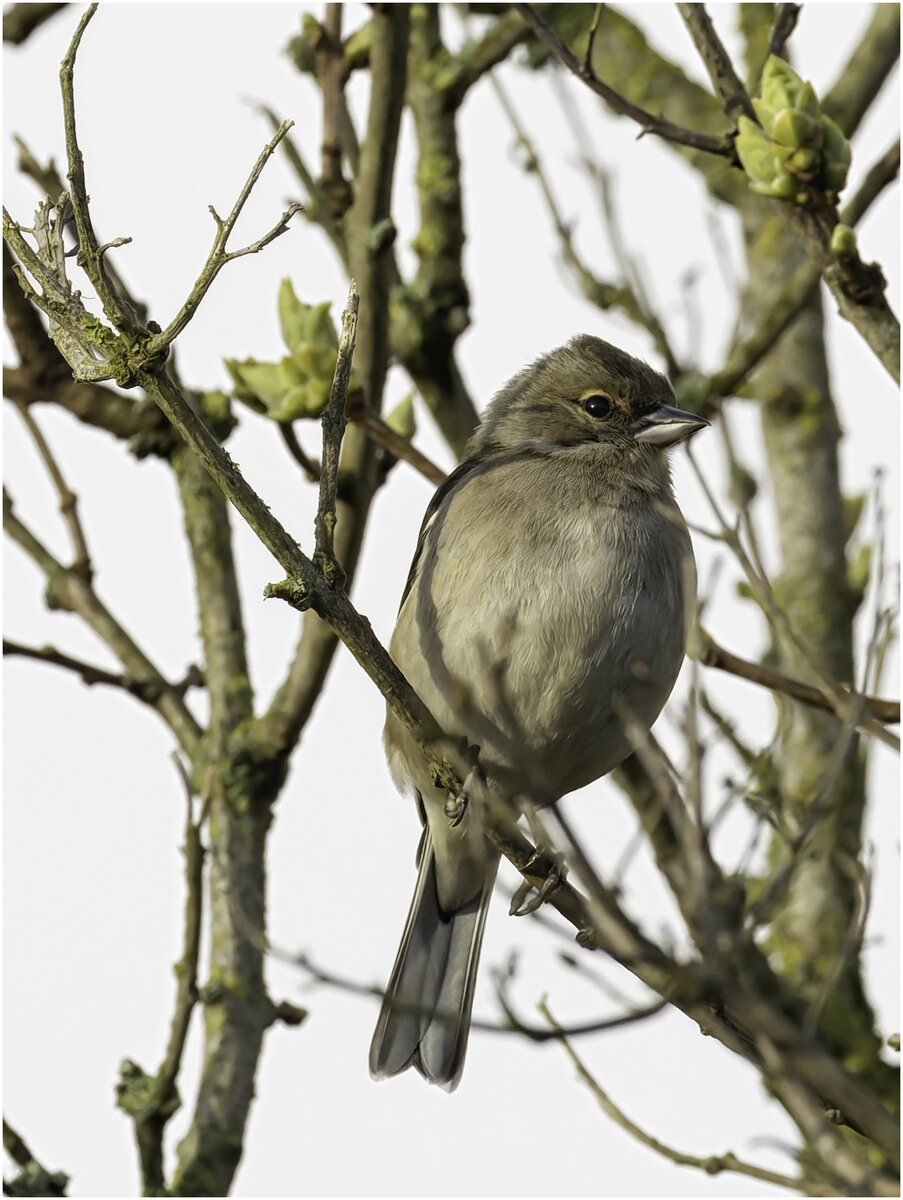 Chaffinch.jpg