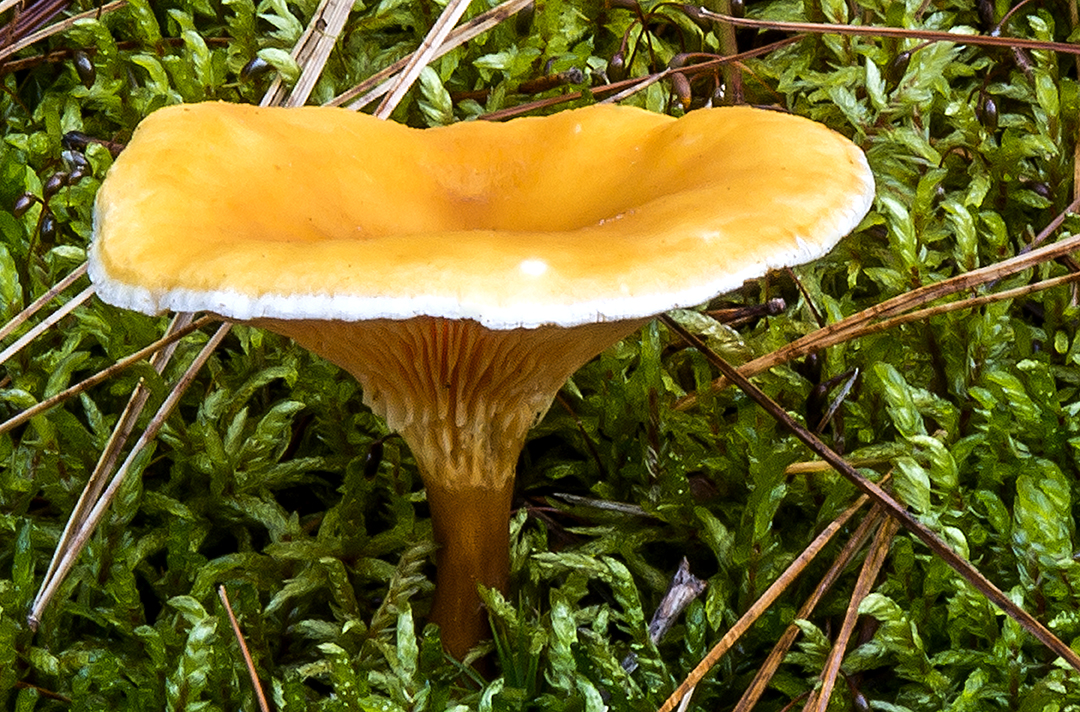 Chantrelle Mushroom (1 of 1).jpg