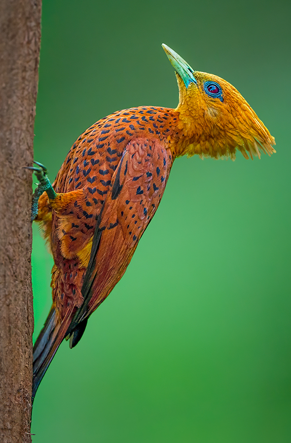 Chestnut-colored Woodpecker, Costa Rica.jpg