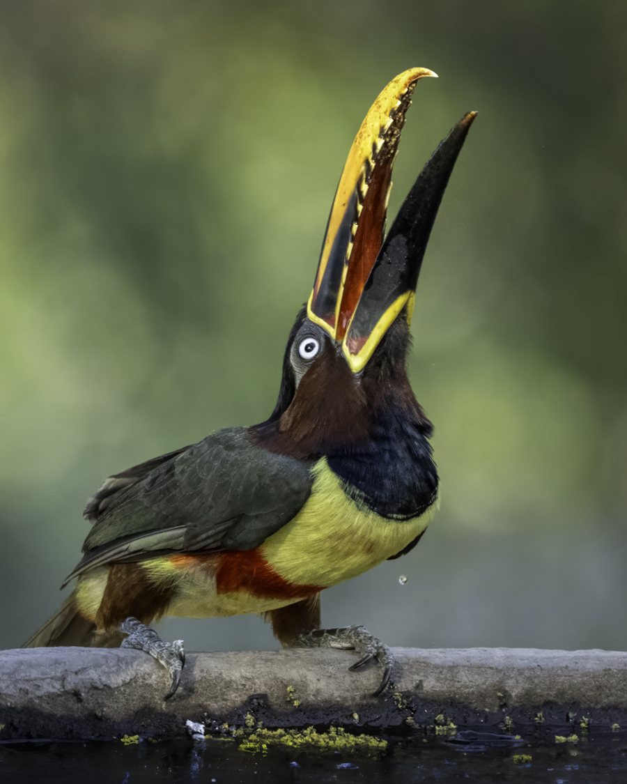 Chestnut-eared Aracari 09853-Edit.jpg