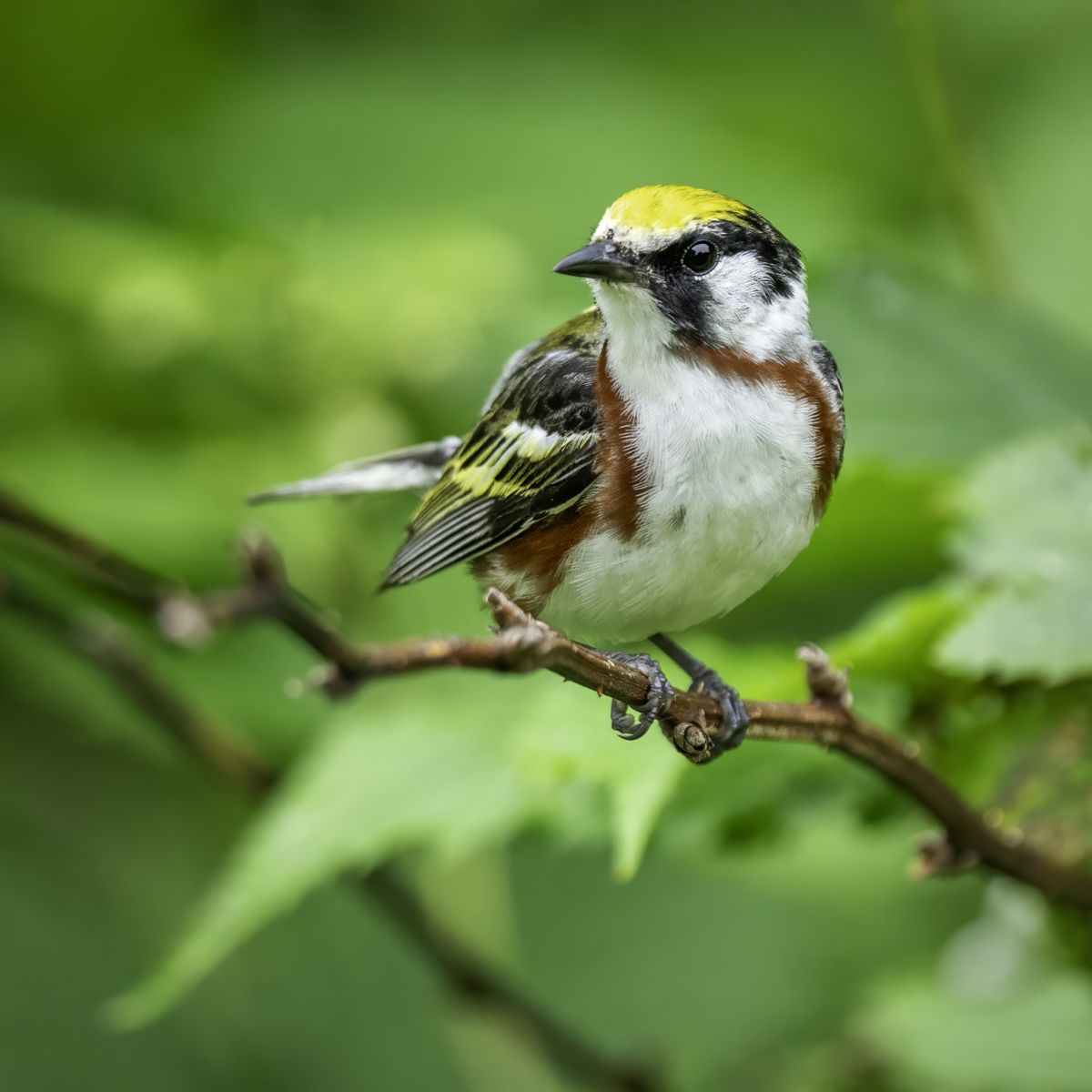 Chestnut-sided warbler-02360-Edit.png