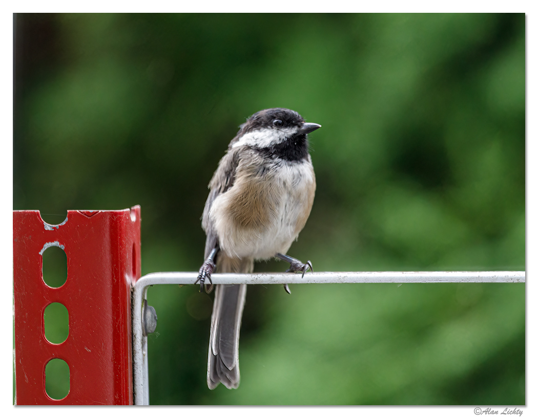 Chickadee.jpg