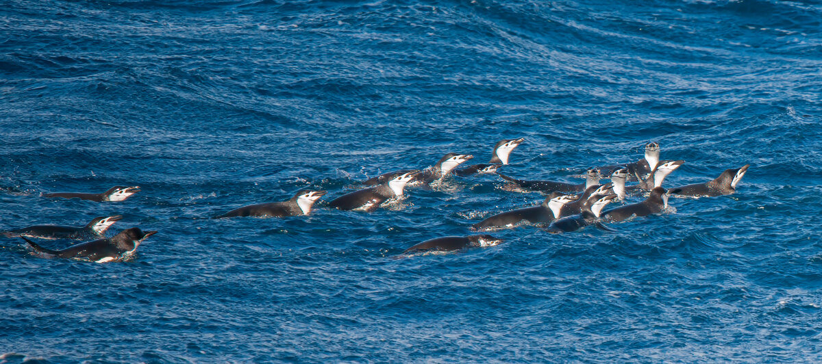 Chinstrap Penguins fishing.jpg