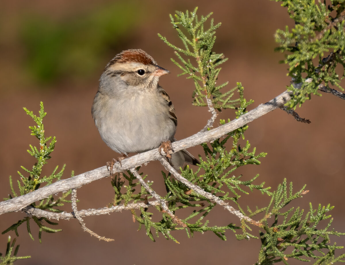 Chipping sparrow-09384-Edit.jpg