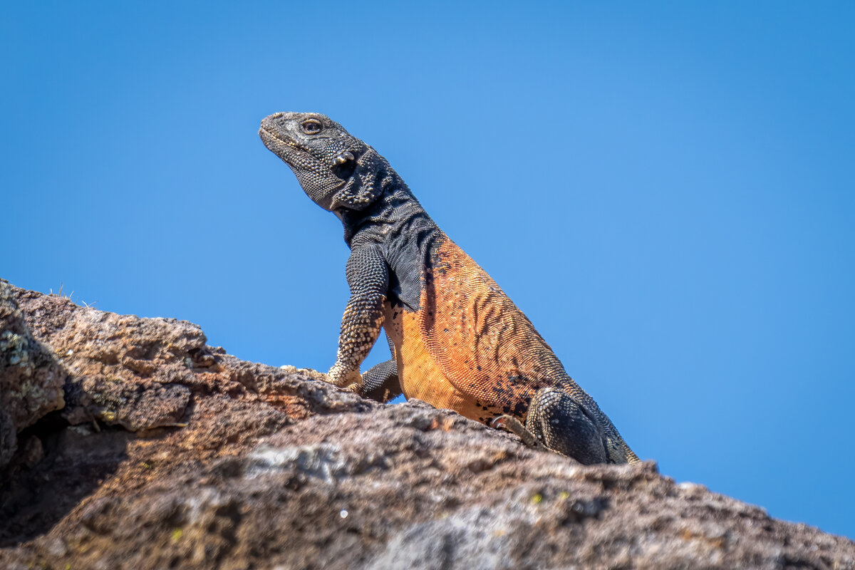 Chuckwalla-07325-Edit.jpg