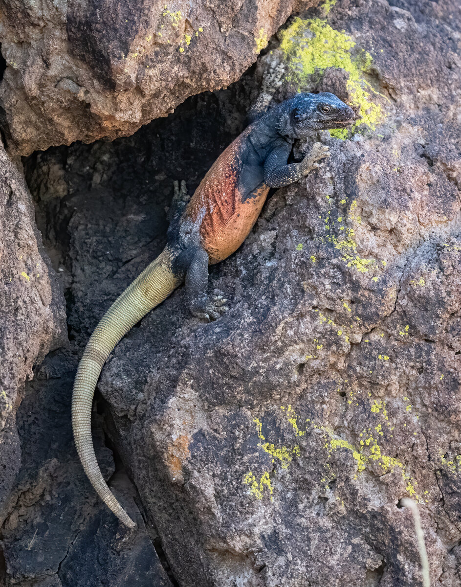 Chuckwalla-07326-Edit.jpg