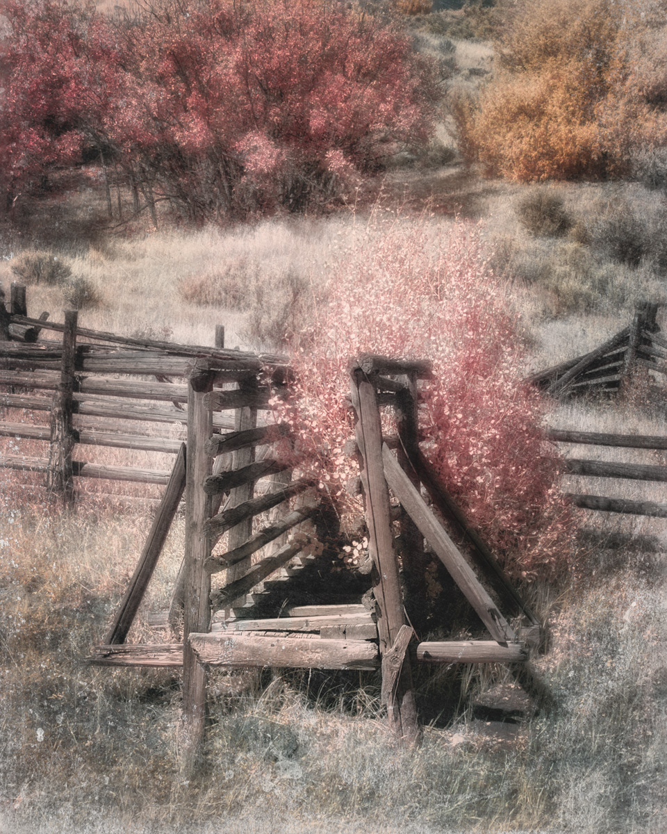 Ciimarron-Coral-1.jpg