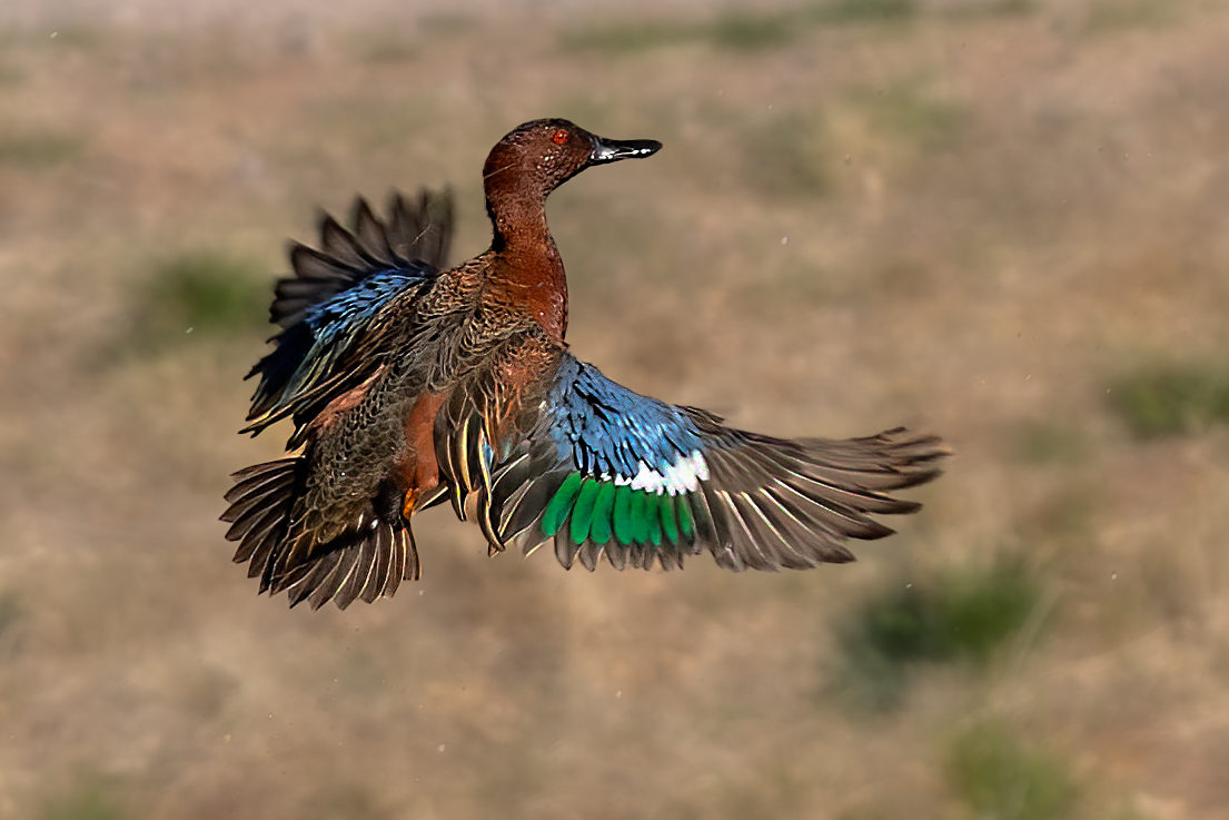 Cinnamon teal-0757-Edit.jpg