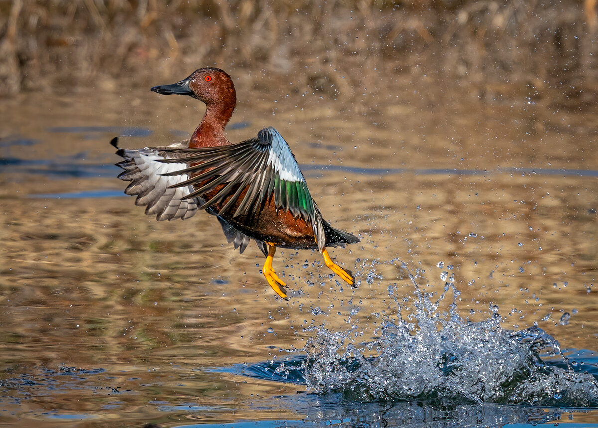 Cinnamon Teal-1244-Edit.jpg