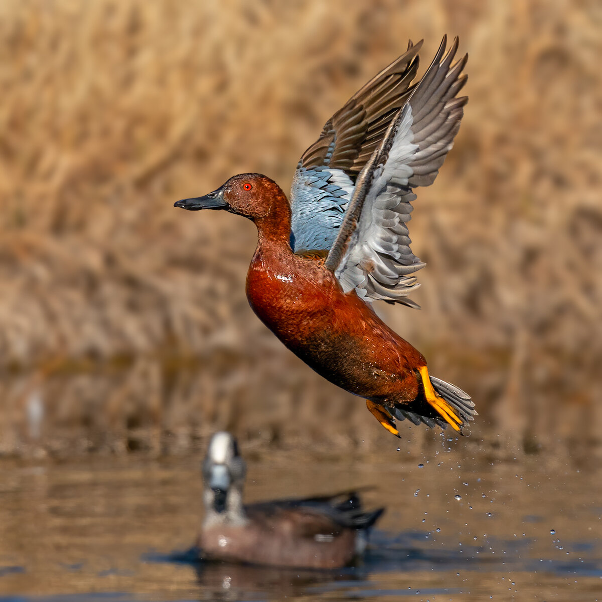 Cinnamon Teal-1248-Edit.jpg