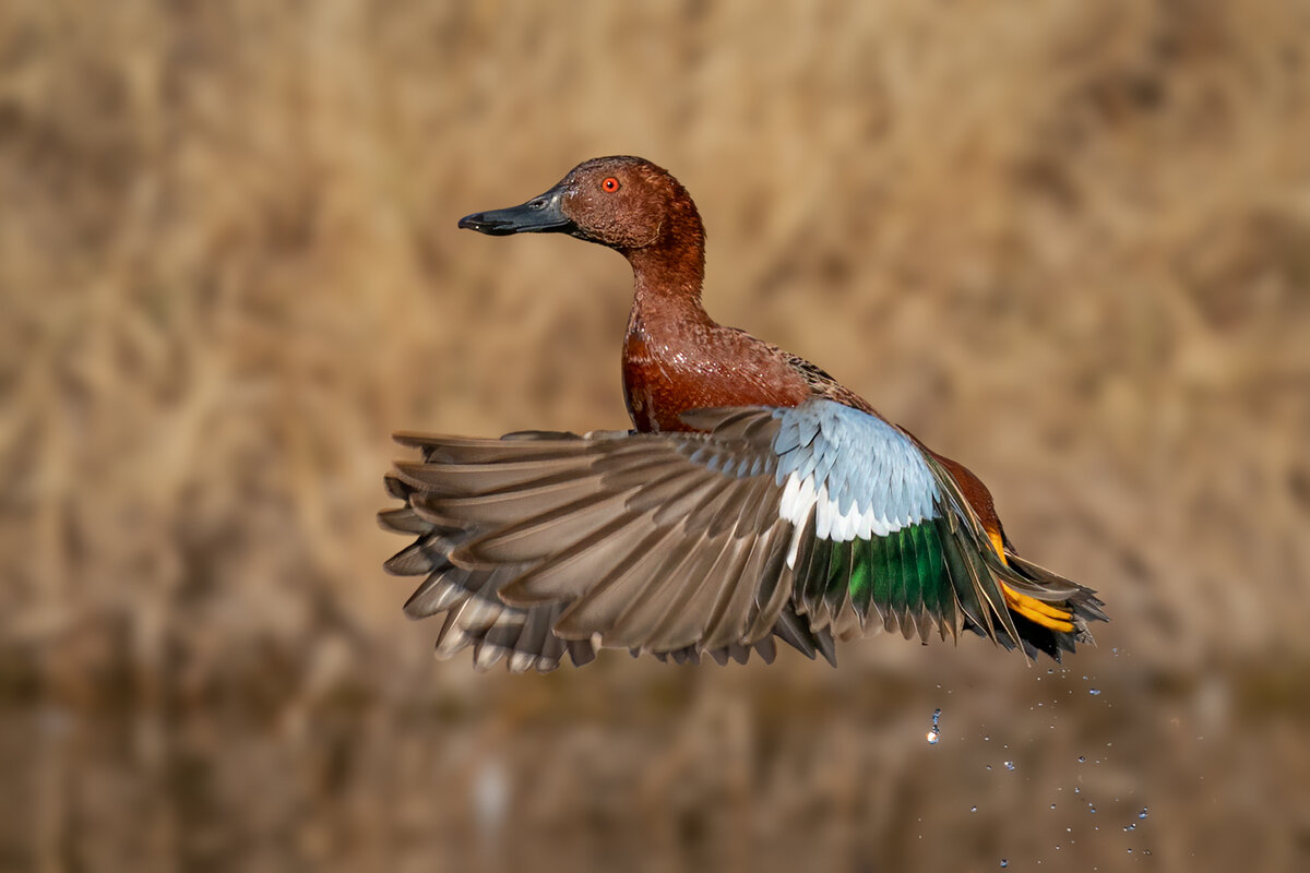 Cinnamon Teal-1249-Edit-2.jpg