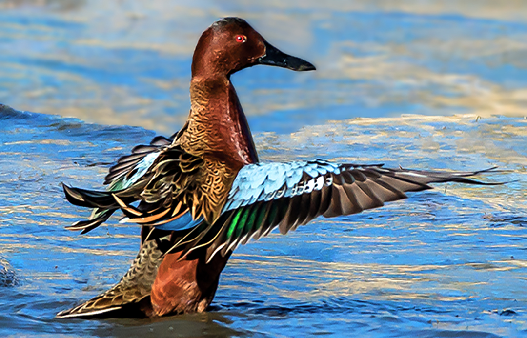 cinnamon teal flapping I.jpg