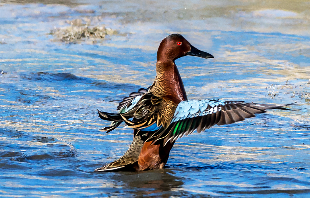 cinnamon teal flapping III.jpg
