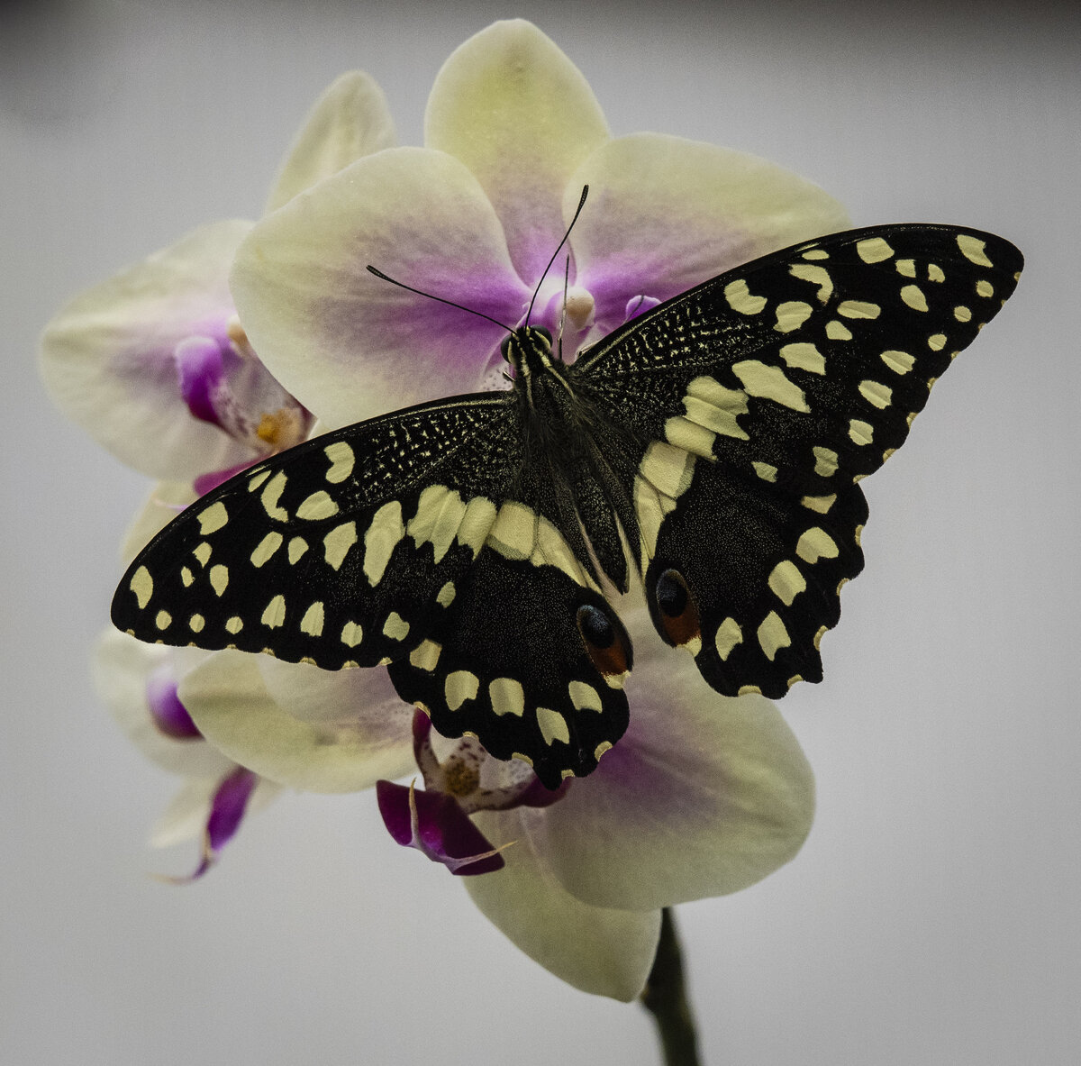 Citrus Swallowtail.jpg