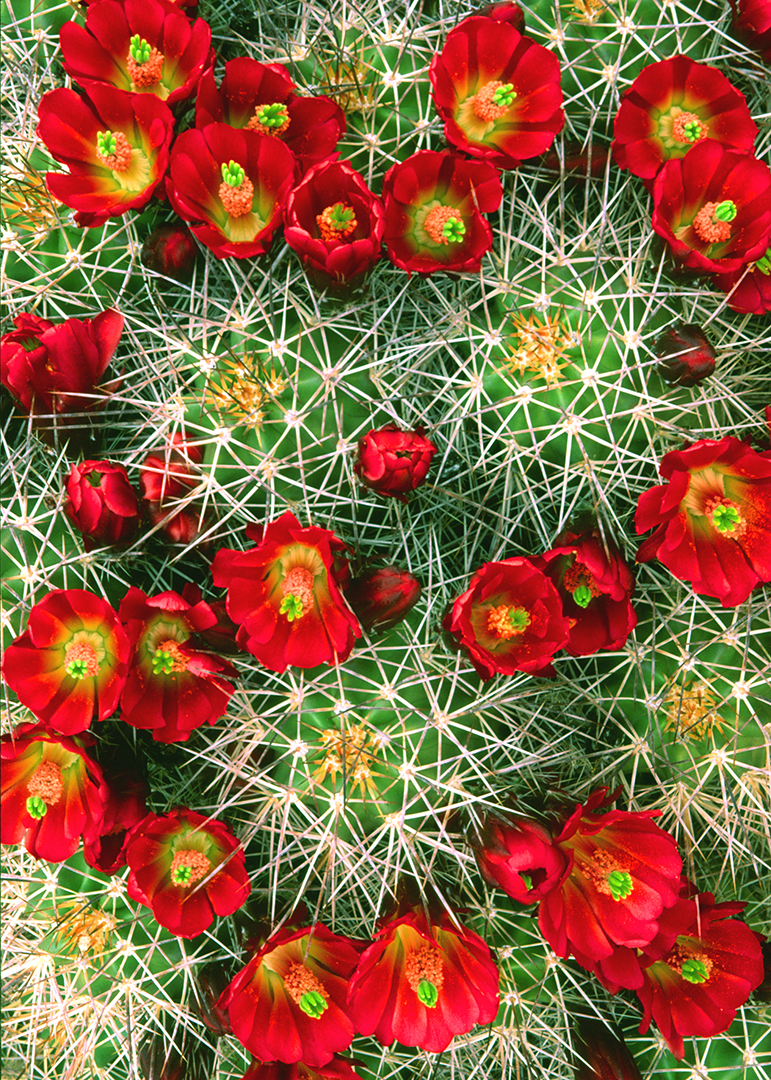 claret cup cactus 2.jpg
