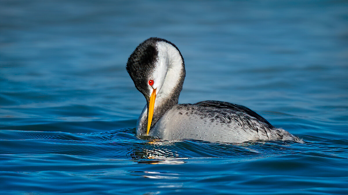 Clark's grebe-6386-Edit.jpg