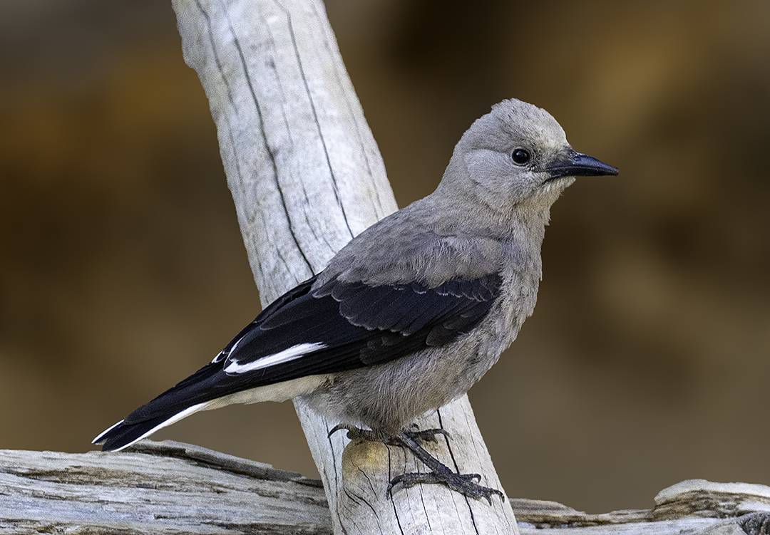 Clark's Nutcracker.jpg