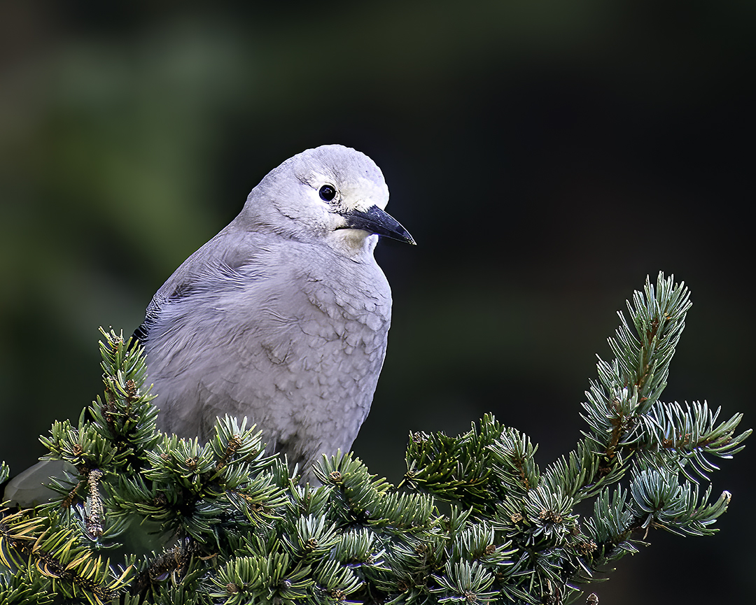 Clark's Nutcracker, Moraine Lake, Banff National Park, Alberta, Canada good.jpg