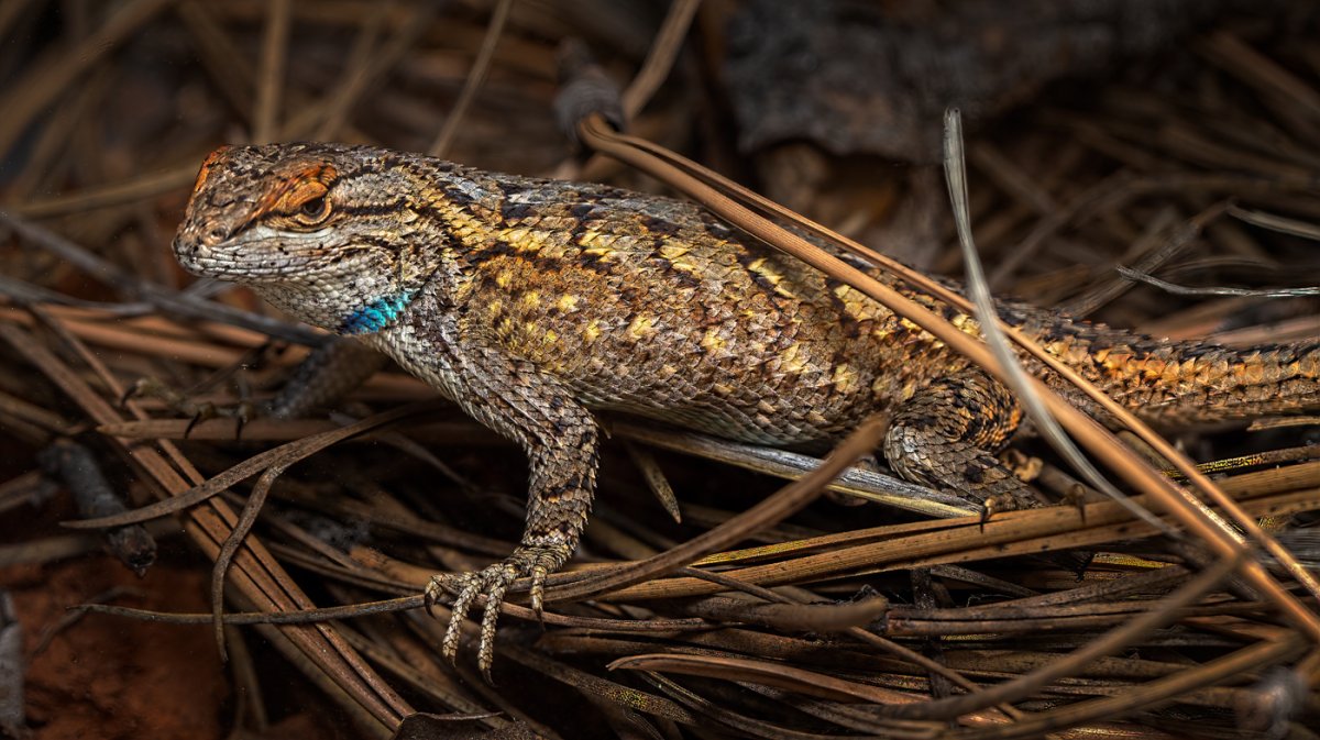 Clark's Spiny Lizard-347-Edit.jpg