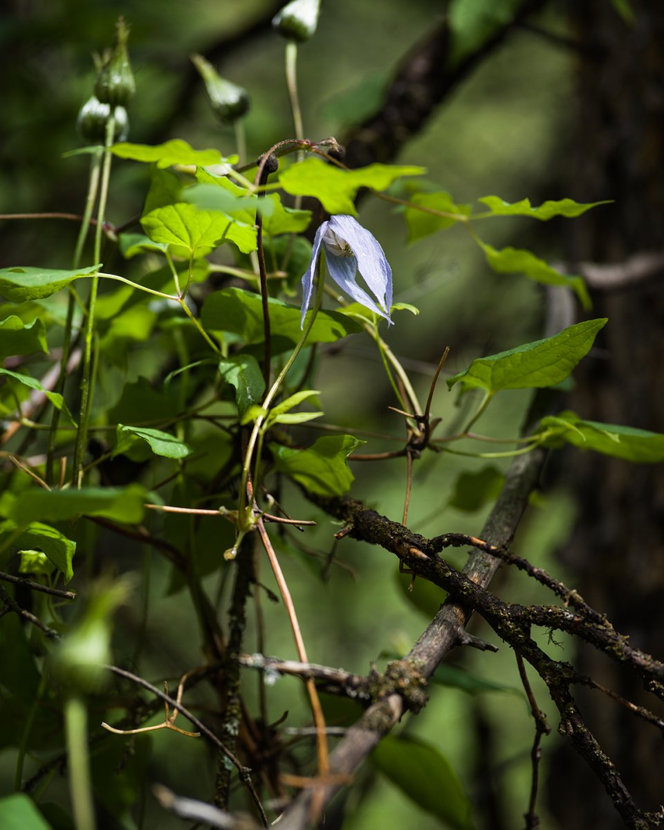 clematis.jpg