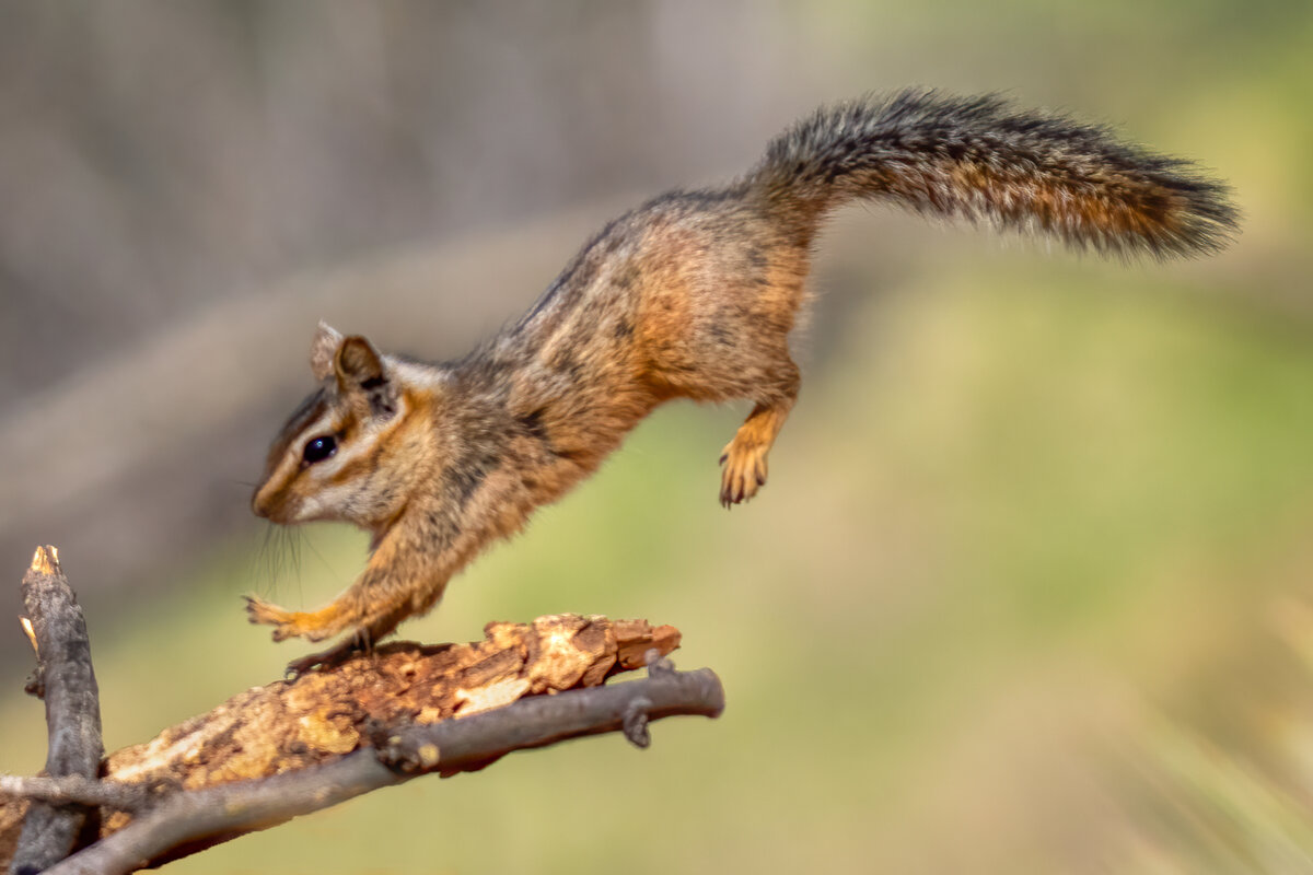 Cliff chipmunk-00181-Edit.jpg