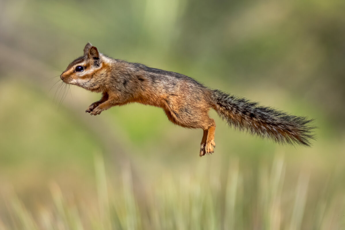 Cliff chipmunk--2.jpg