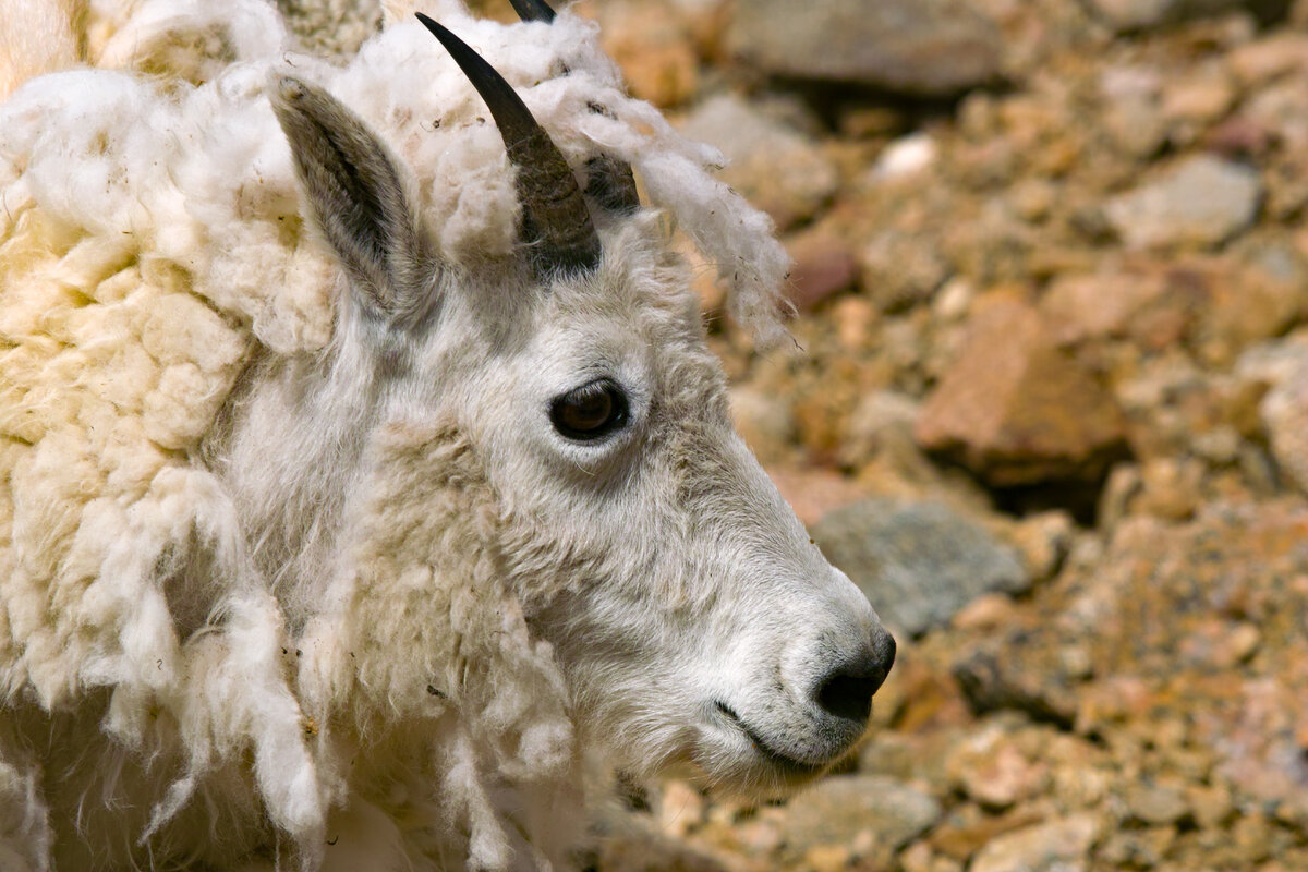 CO mt goat.jpg