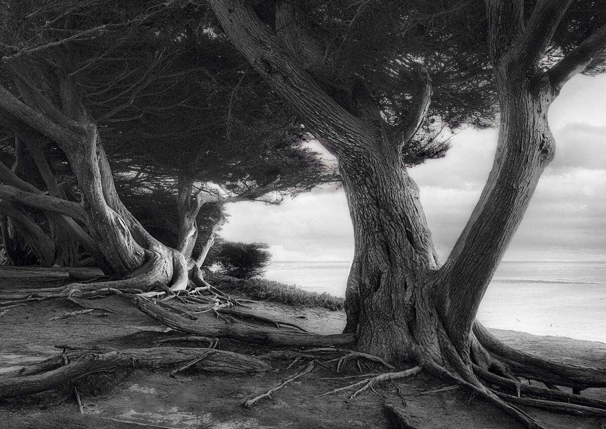 Coastal-Cypress-Duo.jpeg