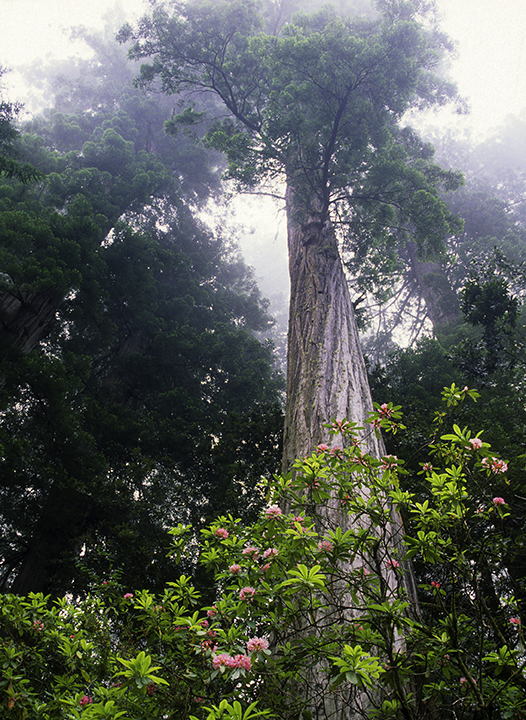 Coastal Redwood and Rhododendron.jpg