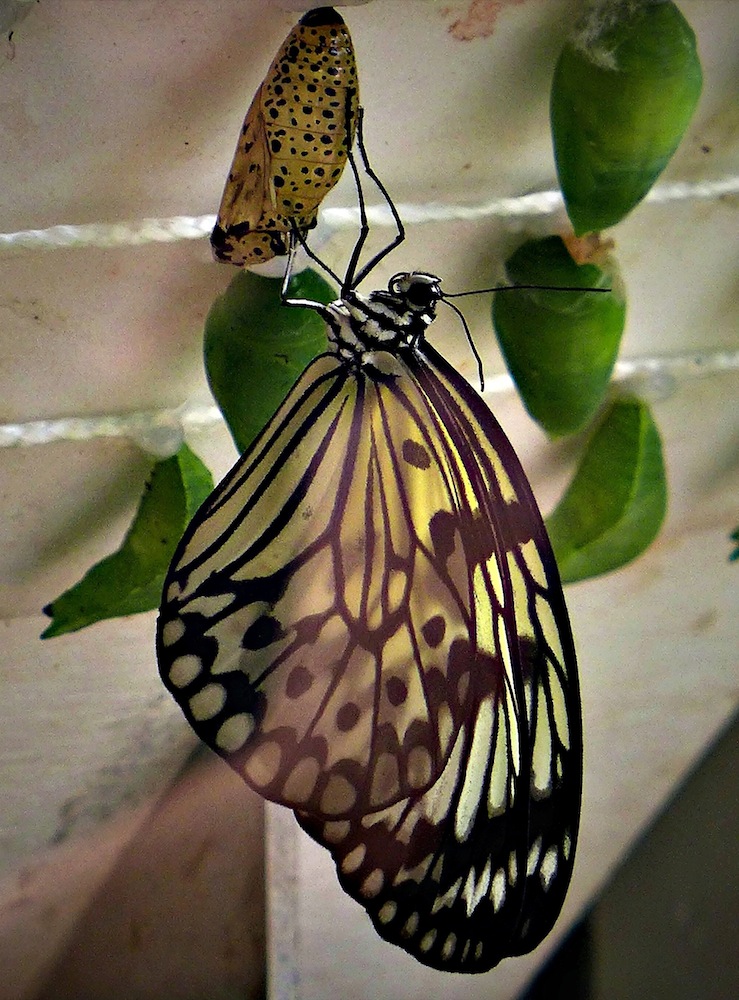cocoon.jpg