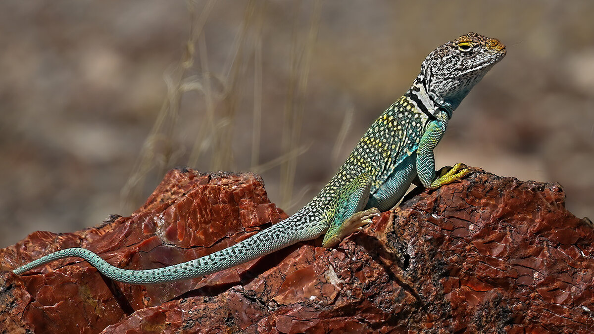 Collard Lizard. painted desert.jpg