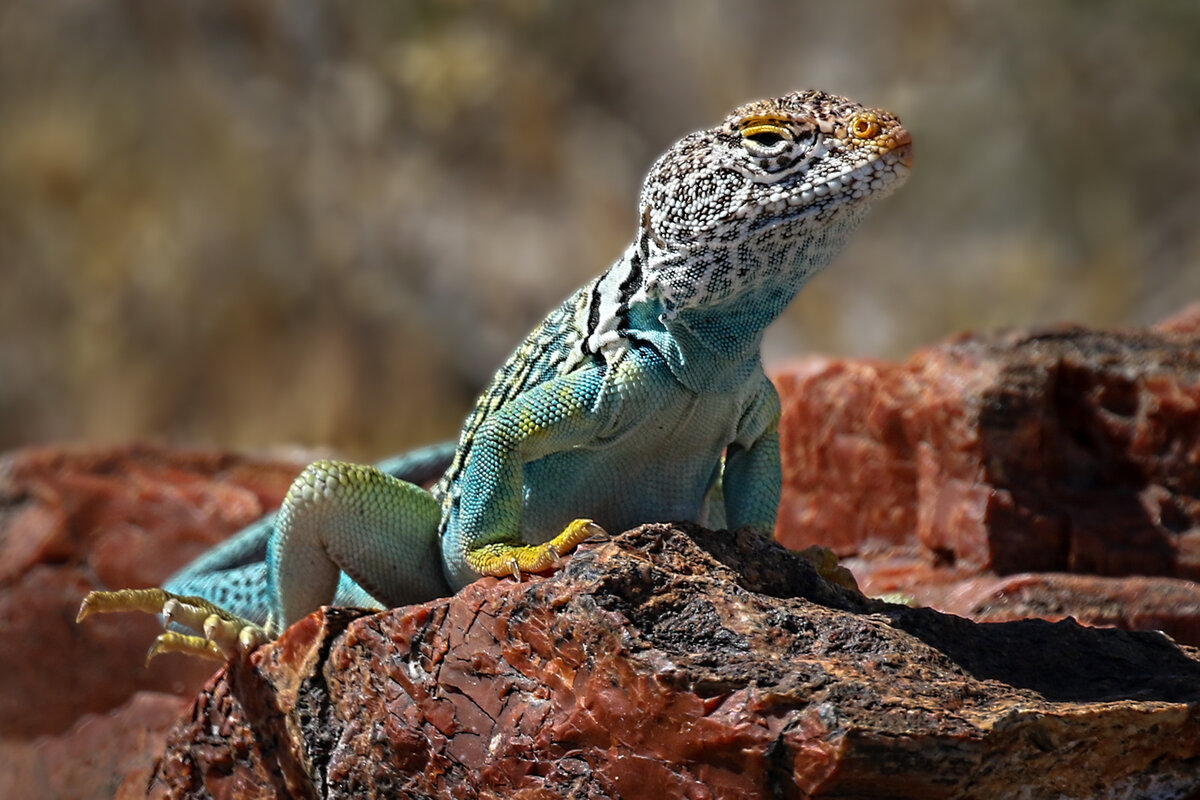 Collared Lizard Arizona-119-Edit.jpg