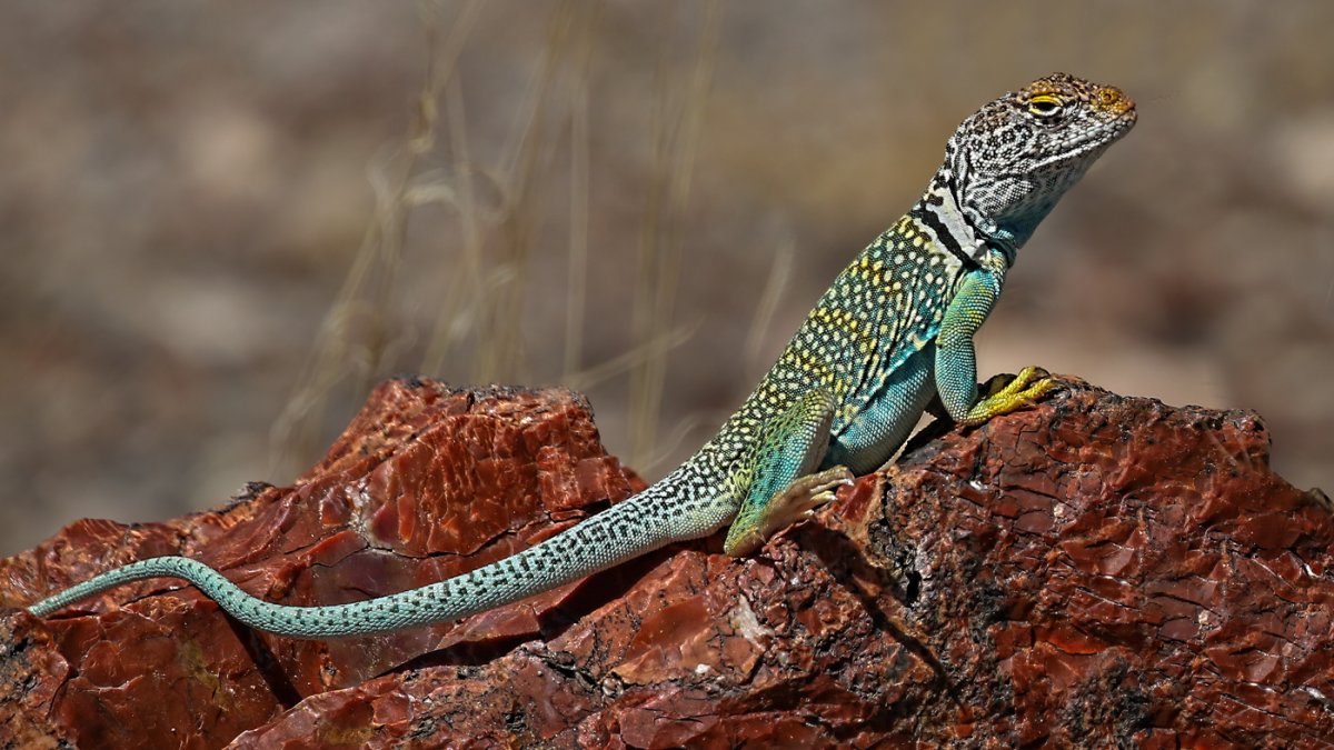 Collared Lizard Arizona Focal World