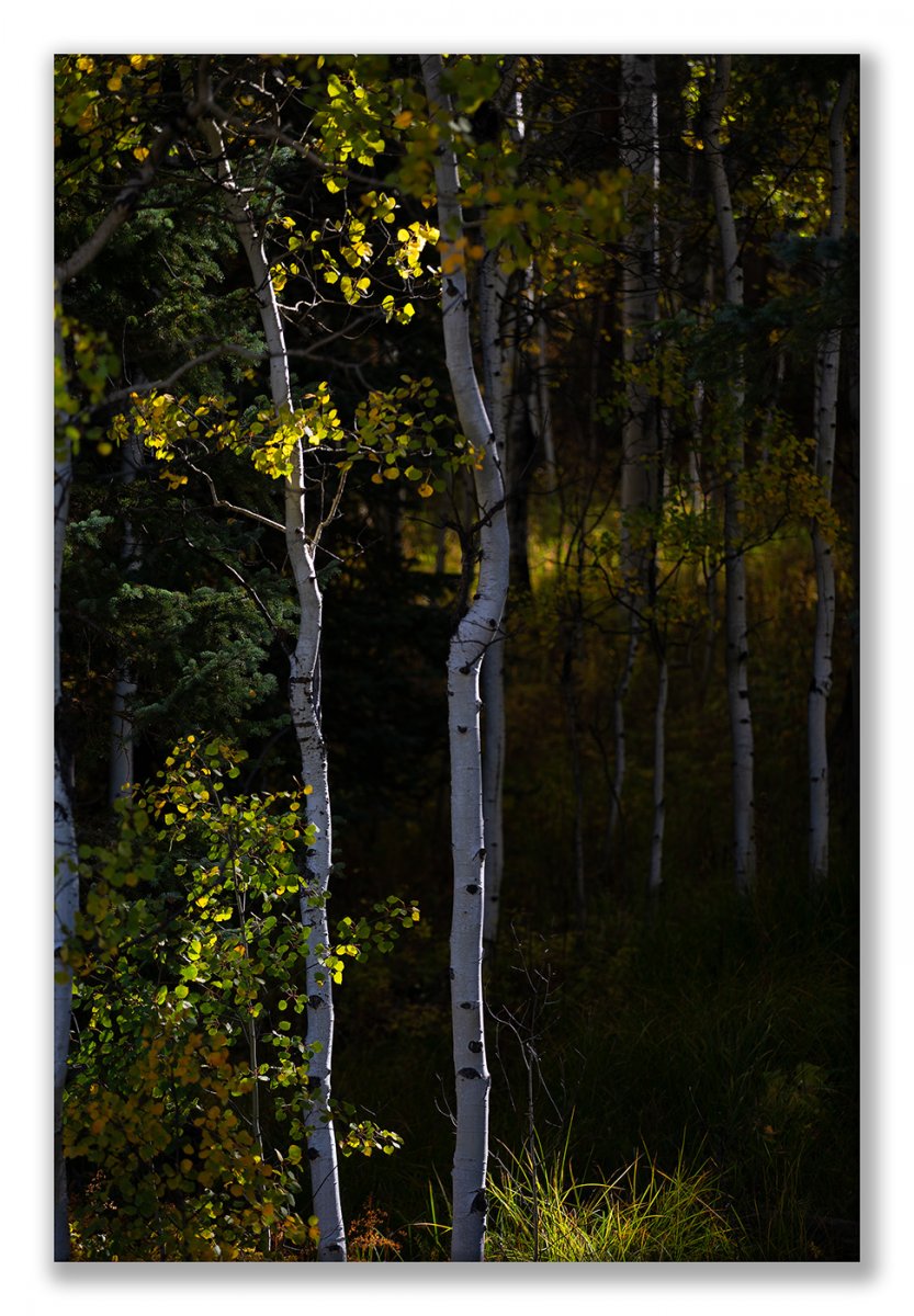 Colorado 18 5D4-113 Birch Fore & Aft Display.jpg