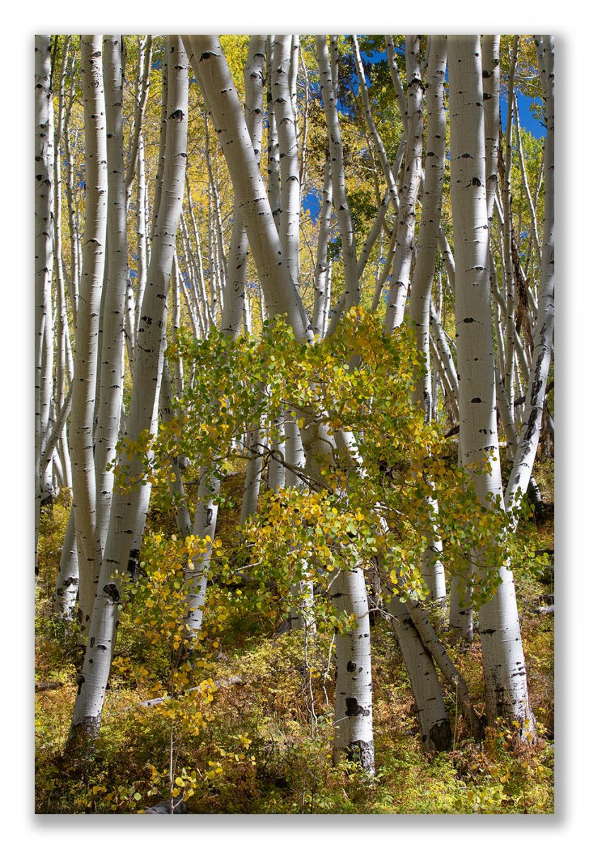 Colorado 18 5D4-133 A Plethora of Birch Display.jpg