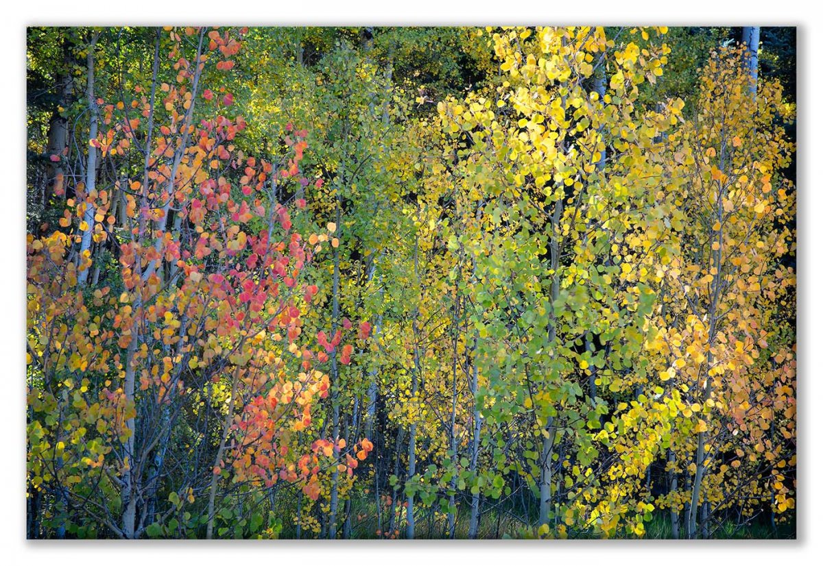 Colorado 18 5Dsr -340 Aspen Color Range 01 Display.jpg