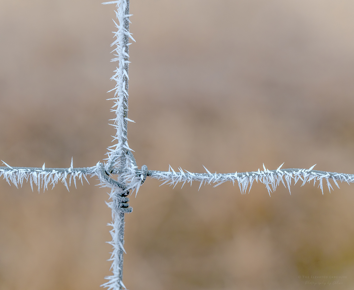 colorDSC_3071-Enhanced-NR copy 2.jpg