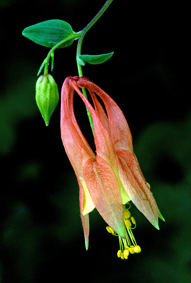 Columbine VV.jpg