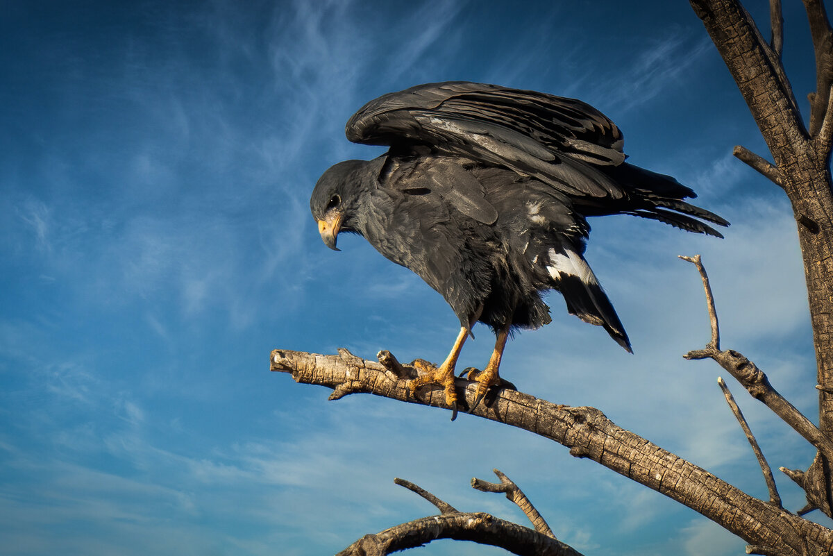 Common Black Hawk.jpg