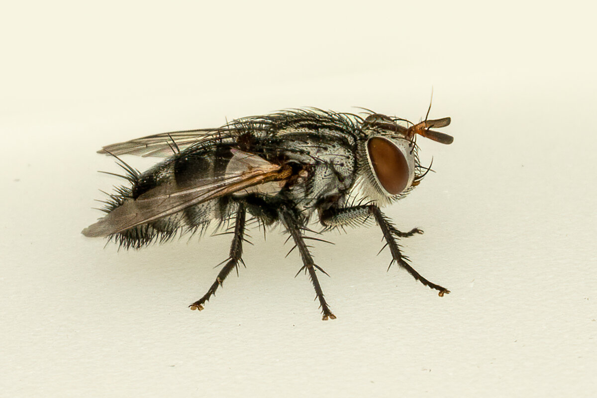 Common Flesh Fly 09634-Edit.jpg