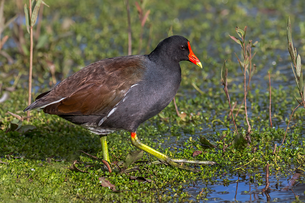 Common gallinule FW.jpg