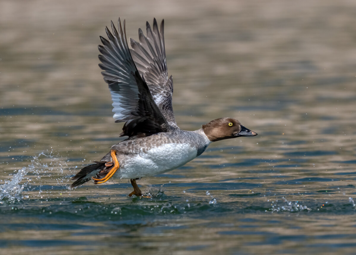 Common goldeneye-03916-Edit.jpg