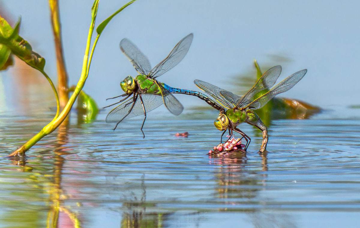 Common Green Darner -.jpg